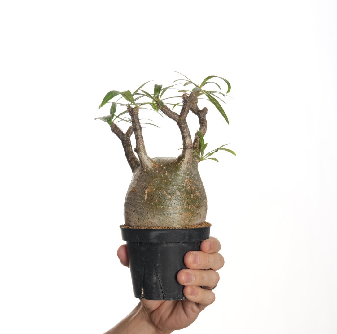 Pachypodium rosulatum var. gracilius 3頭株 Pachypodium rosulatum var. gracilius 3頭株 Pachypodium rosulatum