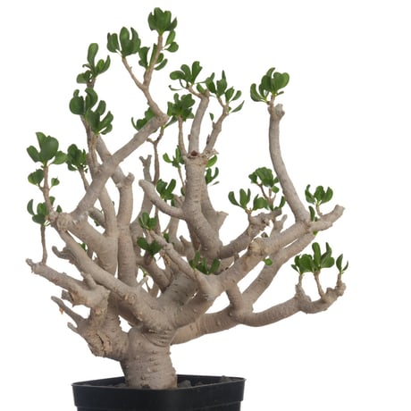 オトンナ | STORES