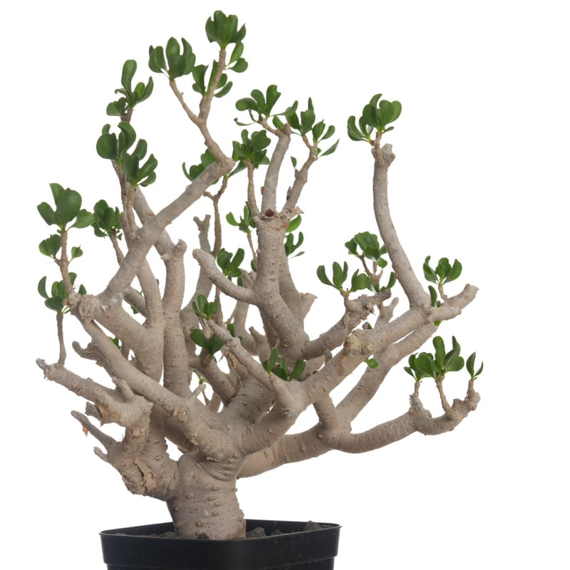 Othonna furcata 【発根済み】〈幹幅3.9cm〉 | QSPLANT