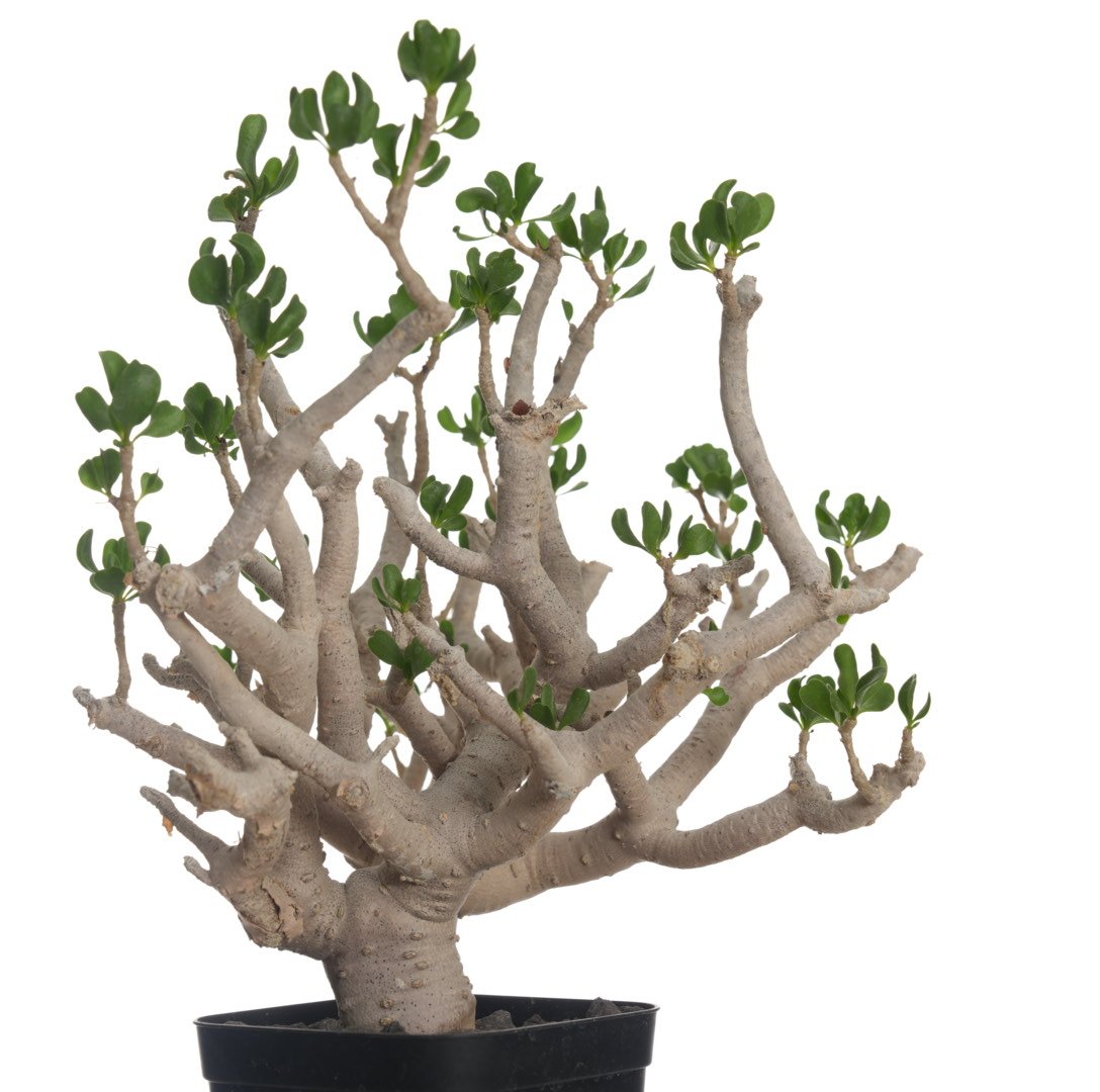 Othonna furcata 【発根済み】〈幹幅3.9cm〉 | QSPLANT