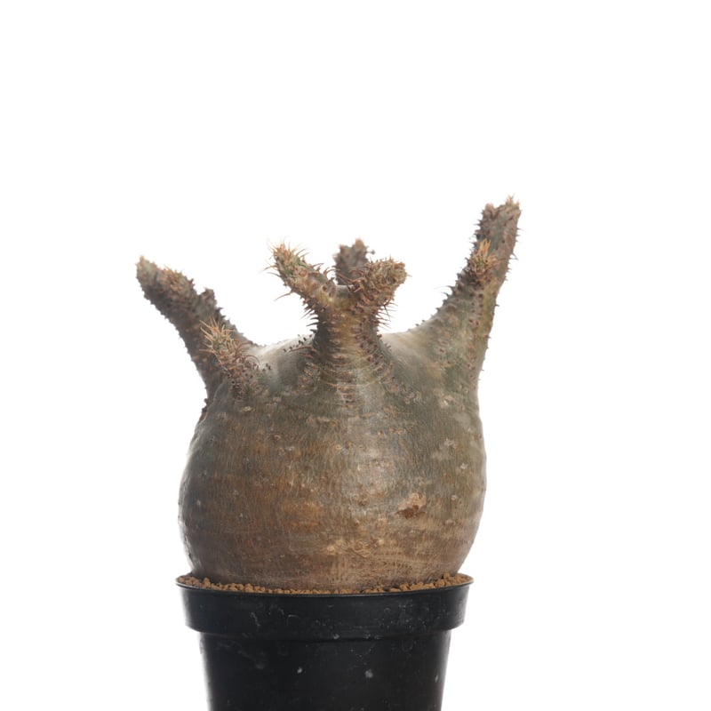Pachypodium rosulatum var. gracilius 【発根済み】〈幹