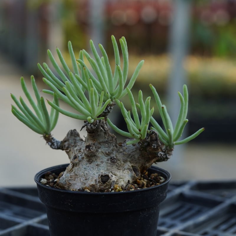 Tylecodon pearsonii 【発根済み】 | QSPLANT