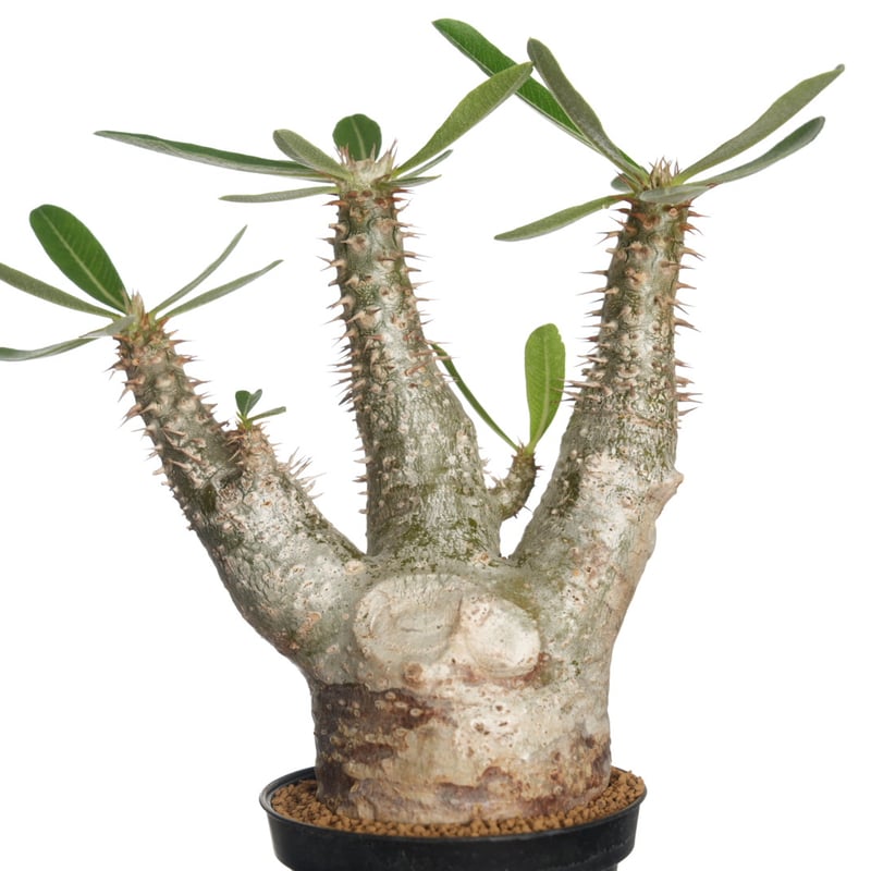 ホロンベンセ 現地球 発根済 塊根植物 ダブルヘッド 2頭 ホロンベンセ 現地球 発根済 塊根植物 ダブルヘッド 2頭