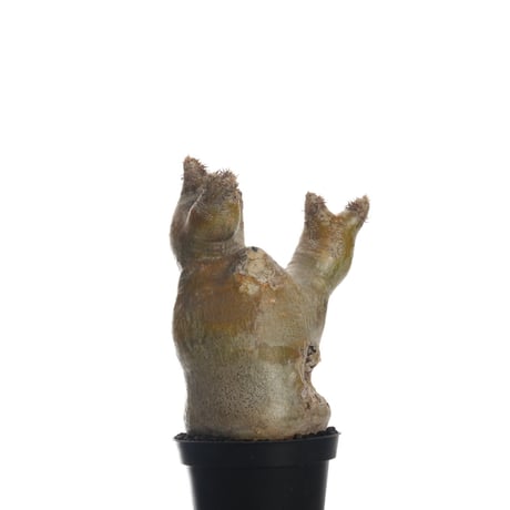 Pachypodium eburneum   【発根済み】〈幹幅9.1cm〉