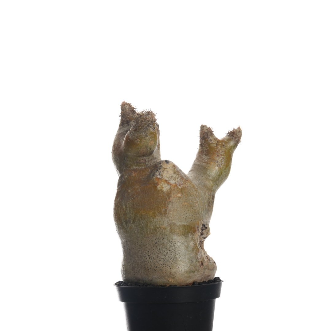 Pachypodium eburneum 【発根済み】〈幹幅9.1cm〉 | QSPLANT
