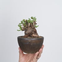 Ceraria pygmaea×Tomoharu Nakagawa植木鉢【発根済み】〈幹幅7.6cm〉