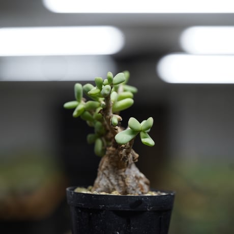 《ｷｭｰｴｽ ﾉ ｿｳｺｲﾁ5 ｵﾝﾗｲﾝ》Ceraria pygmaea   【発根済み】〈幹幅4.0cm〉 no.6