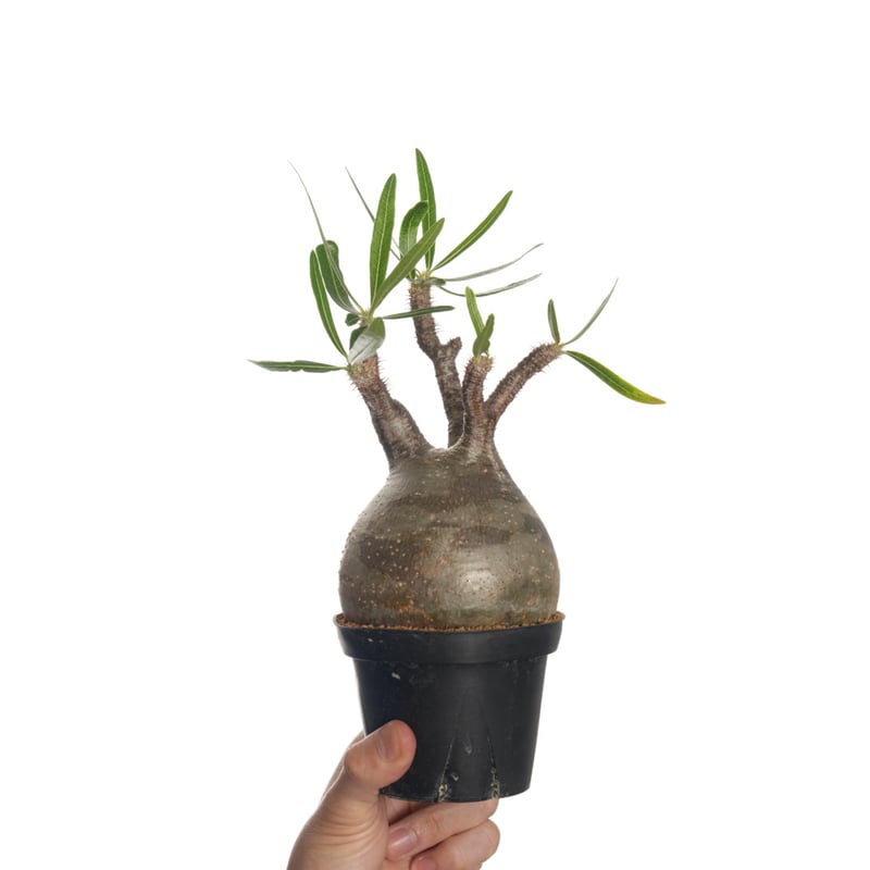 Pachypodium rosulatum var. gracilius 【発根済み】〈幹