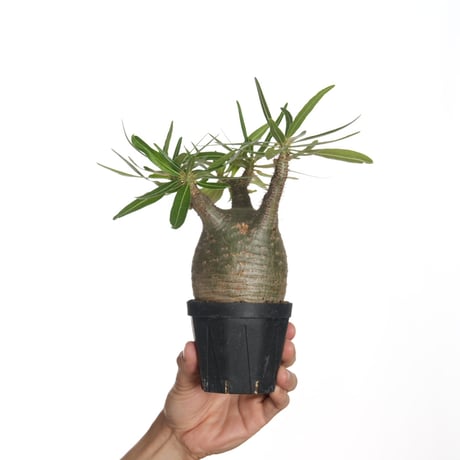 パキポディウム　グラキリス　約250株 パキポディウム グラキリス (発根済み/中株) RF231212（T