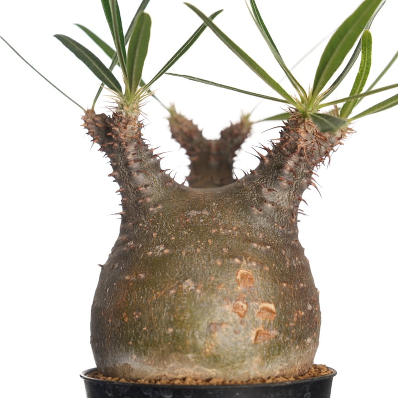 Pachypodium rosulatum var. gracilius 【発根済み】〈幹