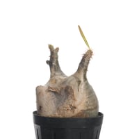Pachypodium rosulatum var. gracilius   【発根済み】〈幹幅7.9cm〉