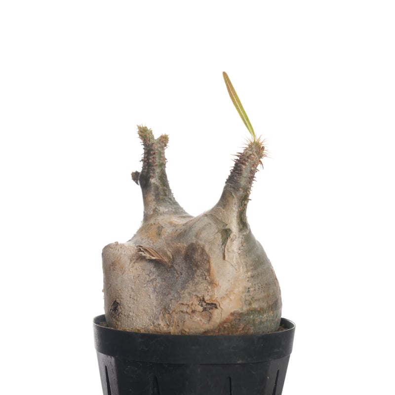 Pachypodium rosulatum var. gracilius 【発根済み】〈幹