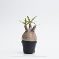 Pachypodium rosulatum var. gracilius   【発根済み】〈幹幅7.4cm〉