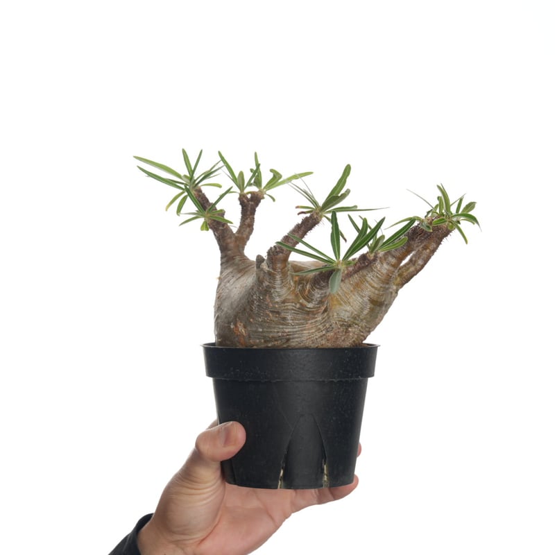 Pachypodium rosulatum var. gracilius 3頭株 Pachypodium rosulatum var. gracilius 【発根済み】〈幹