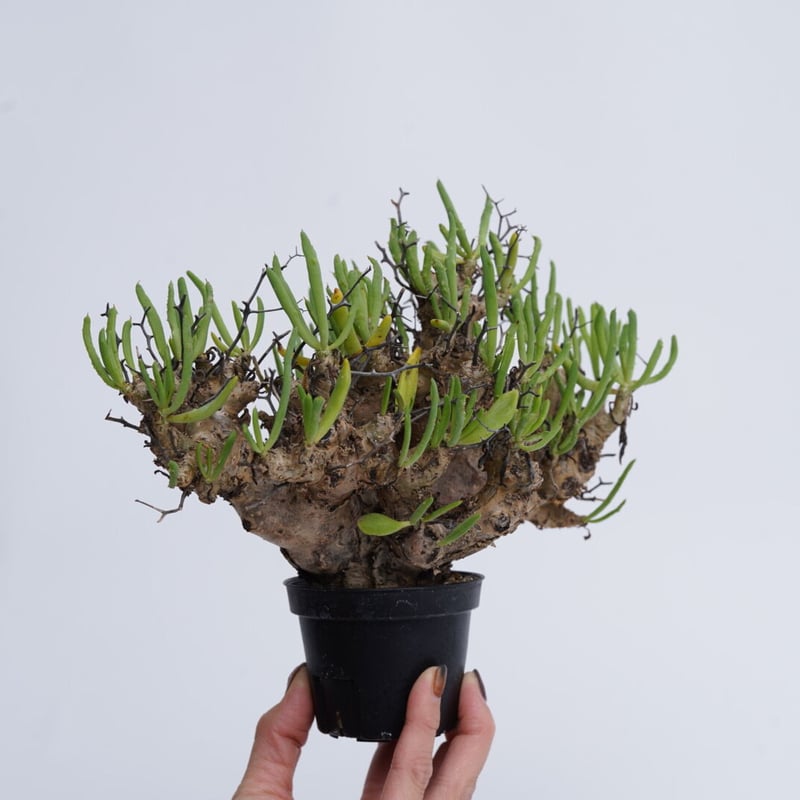 Tylecodon reticulatus 万物想 【発根済み】〈幹幅5.8cm〉 | QSP