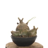 Pachypodium rosulatum var. gracilius   【発根済み】〈草幅24.5cm〉