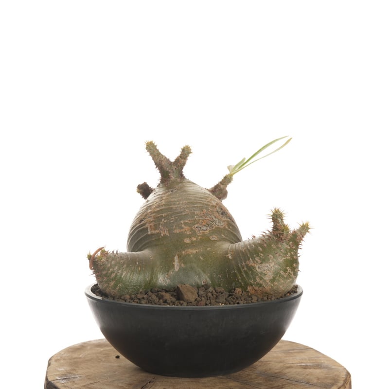 Pachypodium gracilius グラキリス まん丸良型 【発根済み】 発根済 / コレクション株 / まんまる株 / Pachypodium Gracilius