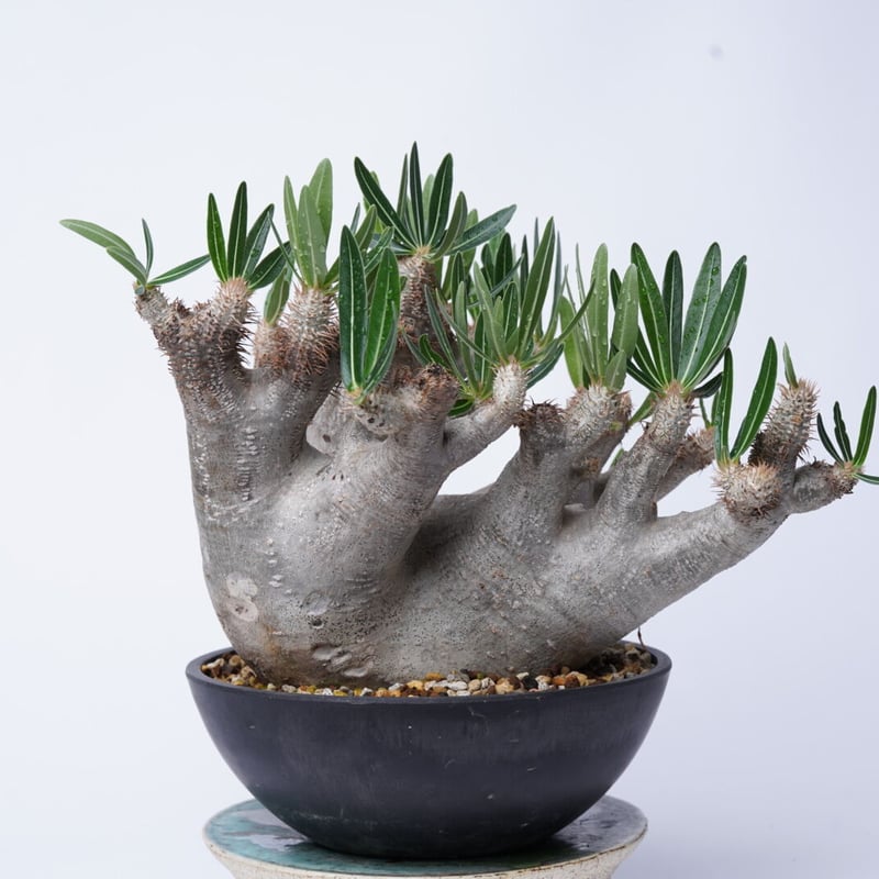パキポディウムイノピナツム Pachypodium inopinatum fit=scale-down,w=1200