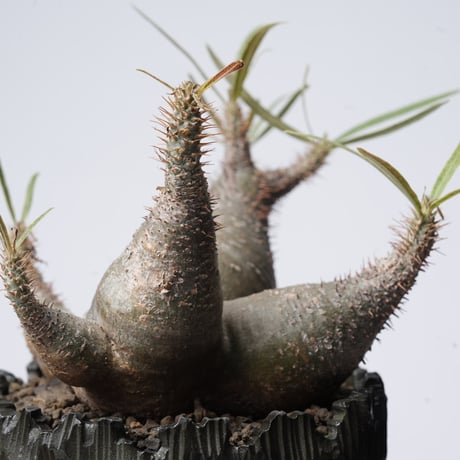 Pachypodium rosulatum var. gracilius   × Tomoharu Nakagawa植木鉢 【発根済み】〈幹幅15.1cm〉