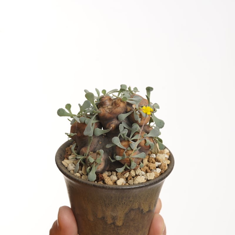 Othonna cacalioides ×Tomoharu Nakagawa植木鉢【発根済み】