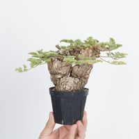 Pelargonium  triste【発根済み】〈幹幅9.6cm〉