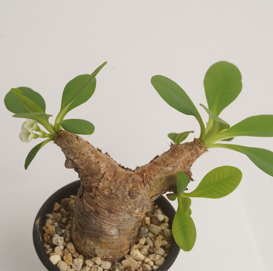 Euphorbia itremensis 【発根済み】〈幹幅3.3cm〉