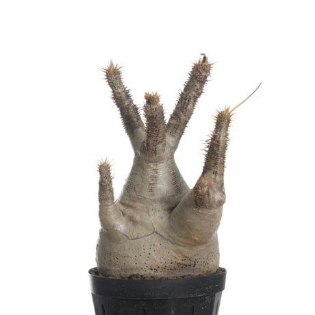 Pachypodium rosulatum var. gracilius   【発根済み】〈幹幅8.0cm〉