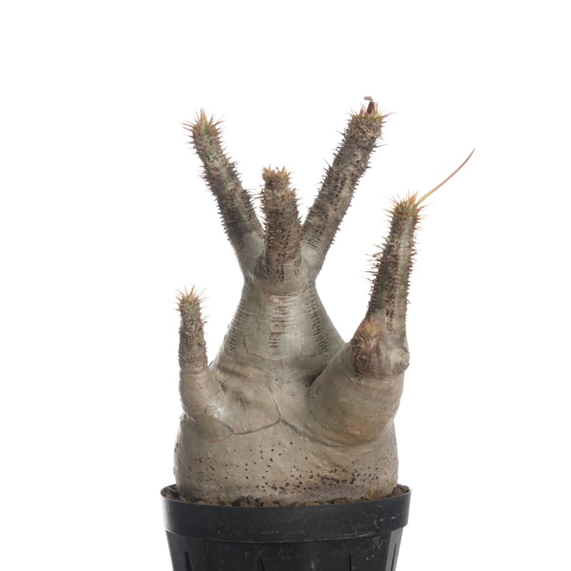 Pachypodium rosulatum var. gracilius 【発根済み】〈幹