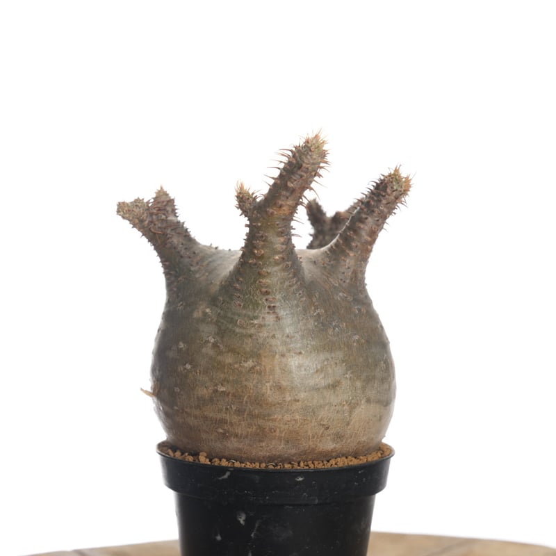バリエム鉢　Pachypodium rosulatum gracilius Pachypodium rosulatum var. gracilius 【発根済み】〈幹