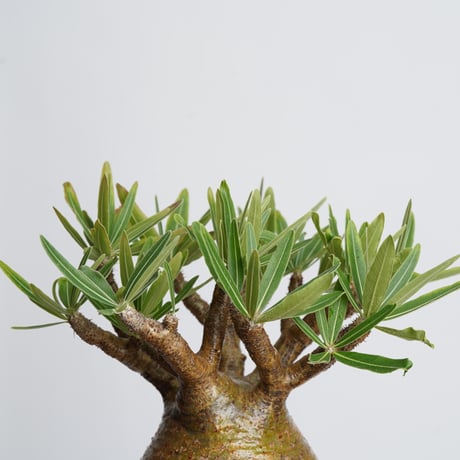 Pachypodium rosulatum var. gracilius   【発根済み】〈幹幅13.6cm〉