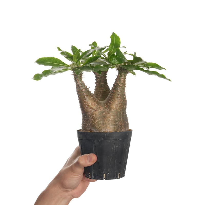 Pachypodium makayense【発根済み】〈幹幅9.0cm〉 | QSPLANT