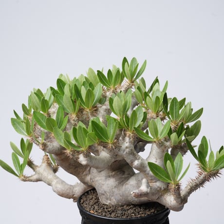 Pachypodium brevicalyx × Tomoharu Nakagawa植木鉢【発根済み】