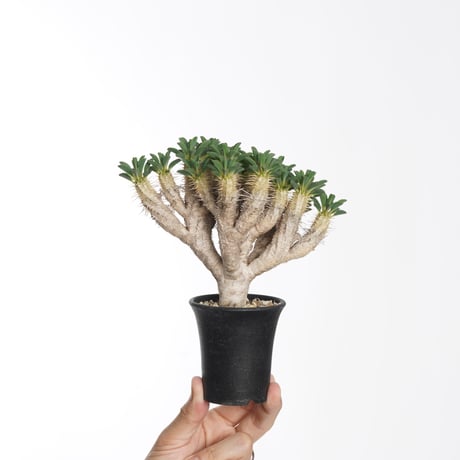 Euphorbia guillauminiana【発根済み】〈幹幅2.2cm〉