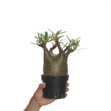 Pachypodium rosulatum var. gracilius   【発根済み】〈幹幅10.8cm〉