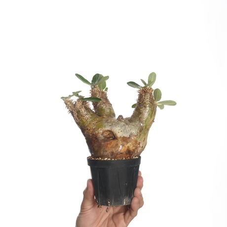 Pachypodium eburneum【発根済み】〈幹幅10.3cm〉