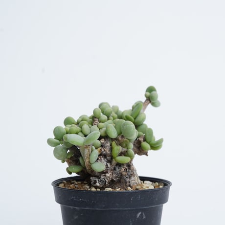 Ceraria pygmaea   【発根済み】〈幹幅4.6cm〉