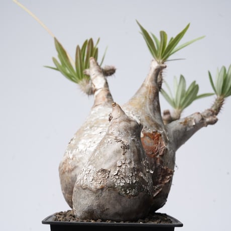 Pachypodium rosulatum var. gracilius   【発根済み】〈幹幅18.4cm〉