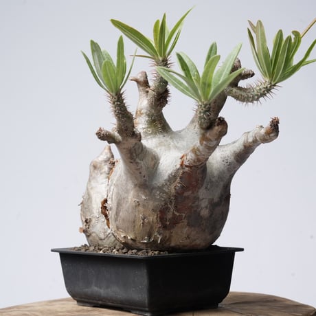 Pachypodium rosulatum var. gracilius   【発根済み】〈幹幅18.4cm〉