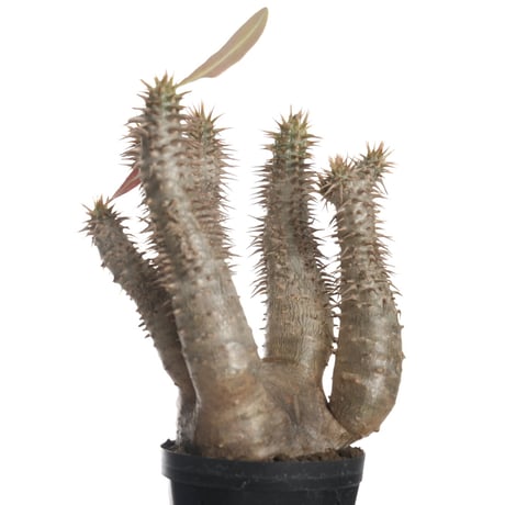 Pachypodium horombense【発根済み】〈幹幅7.8cm〉