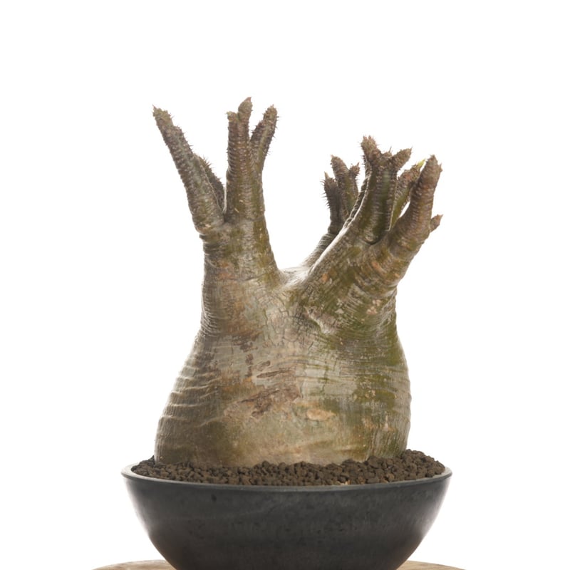 Pachypodium rosulatum var. gracilius 【発根済み】〈幹