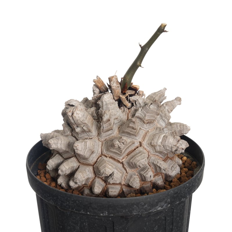 GIRUVI Dioscorea Elephantipes 亀甲竜 アフリカ亀甲竜 Dioscorea elephantipes