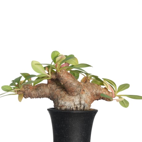 【現地球／発根済】ユーフォルビア　イトレメンシス　ODDROOTS管理株 現地球／発根済】ユーフォルビア イトレメンシス ODDROOTS管理株 現地