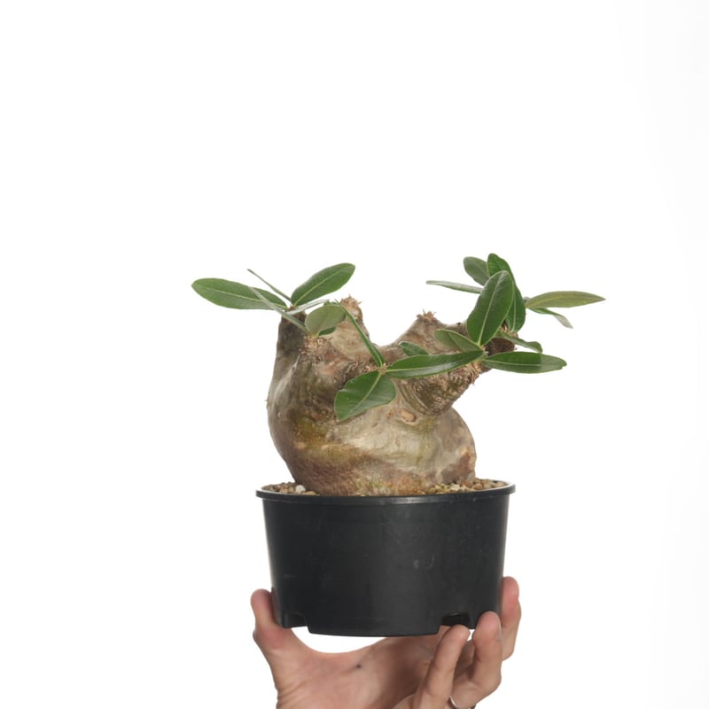 Pachypodium eburneum 【発根済み】〈幹幅11.2cm〉 | QSPLANT