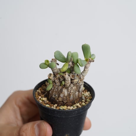 Ceraria pygmaea   【発根済み】〈幹幅3.4cm〉