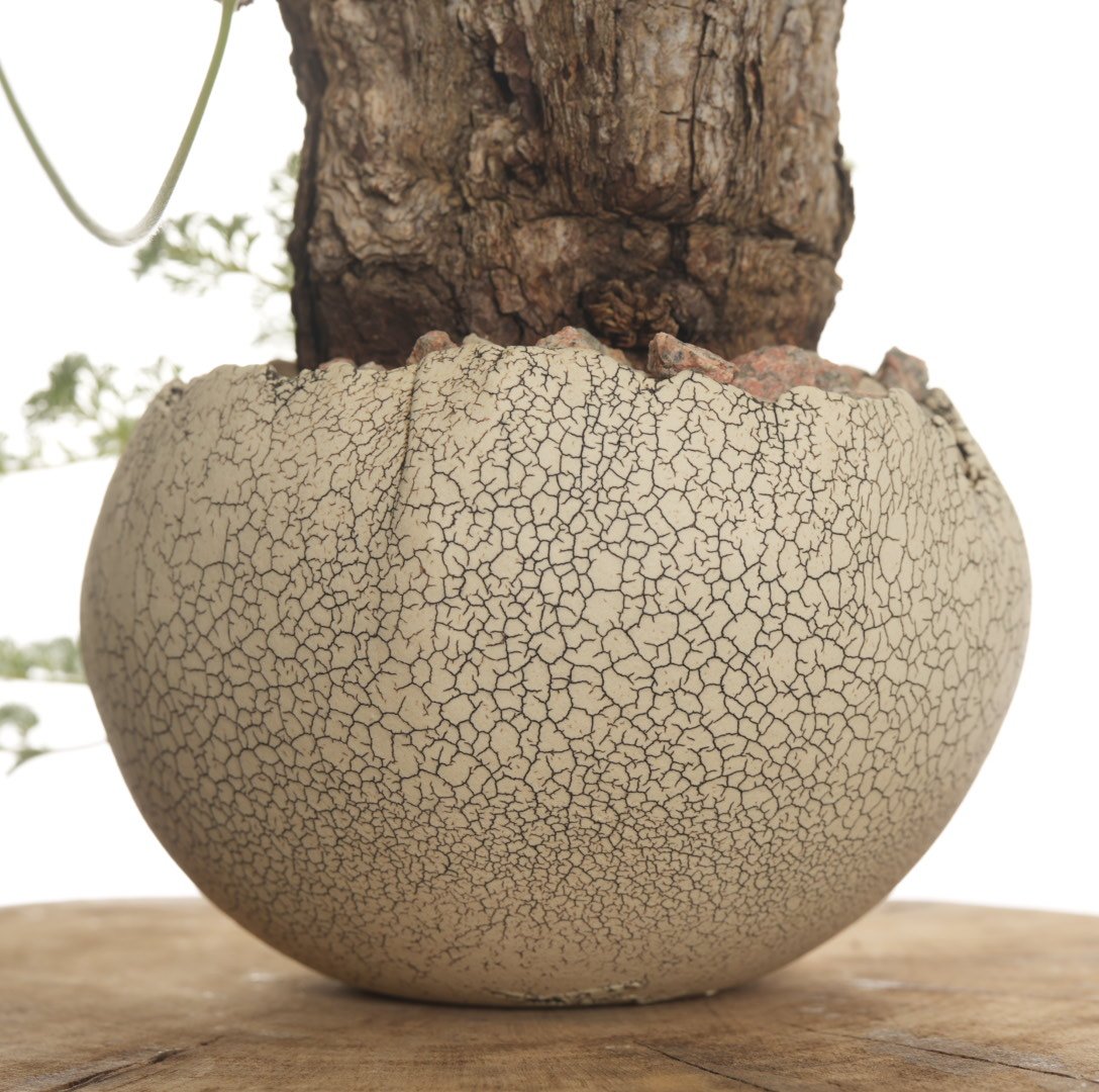 Pelargonium triste × 中根楽 植木鉢【発根済み】 | QSPLANT