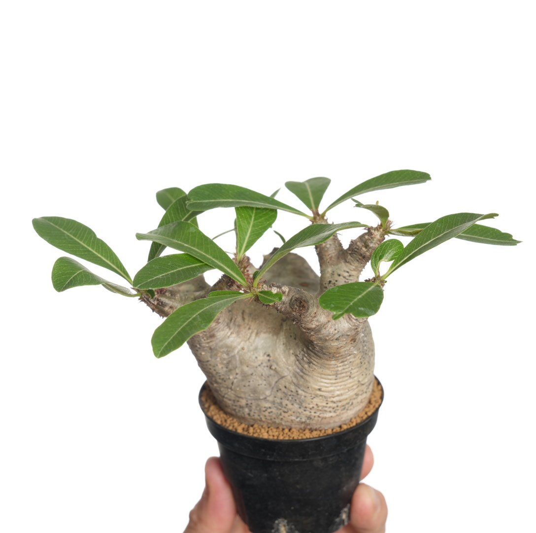 マカイエンセ　発根済　塊根植物 塊根植物】マカイエンセ 魔界玉の発根管理 育成方法・成長記録