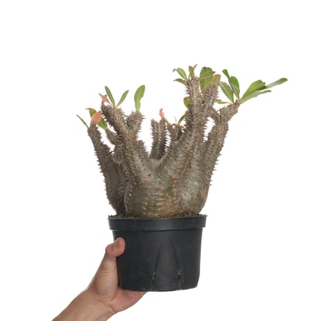 パキポディウムマカイエンセ パキポディウム マカイエンセ【当店厳選！！良型のみをご案内！希少種