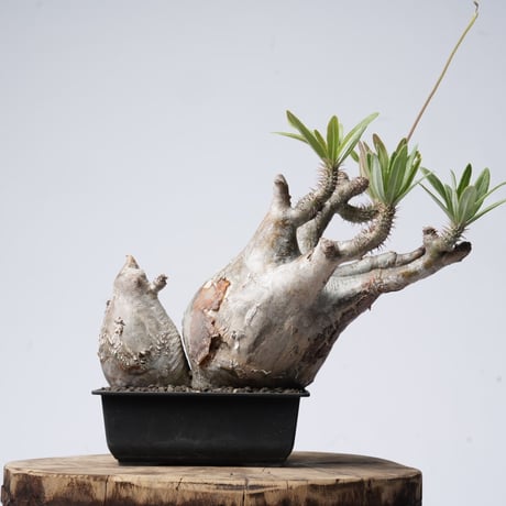 Pachypodium rosulatum var. gracilius   【発根済み】〈幹幅18.4cm〉