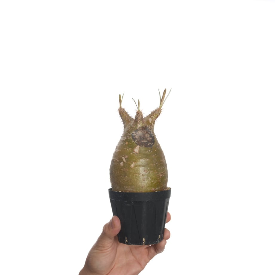 6822ba0c1f0e5a75e12d70ae