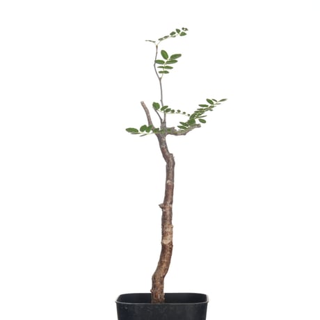 コミフォラモンストローサ | STORES